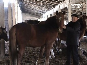 Безработный украл лошадей для погашения долга за автомобиль