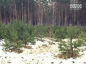 В Донецкой области задержали первого новогоднего браконьера