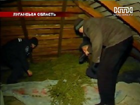 Луганские милиционеры нашли настоящее море конопли