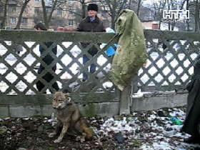 В Киеве волк свободно разгулявал между детьми. Подробности