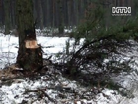 Волынские крестьяне незаконно вырубают лес