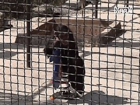 Трагедія в ялтинському зоопарку: вже третій тиждень гинуть тварини