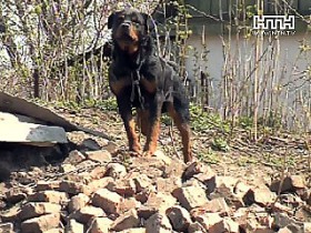 В Винницкой обл. неизвестное животное загрызло больше 20 домашних собак