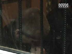 Криминальное трио грабило дальнобойщиков и залы игровых автоматов