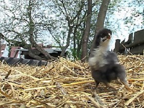 В Сумской обл. вылупился цыпленок с четырьмя лапами