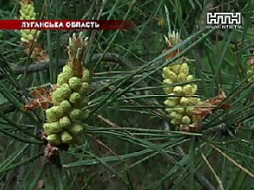 Полторы тысячи сосен в Сумской обл. пошли под нож