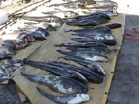 В Полтавской обл. задержали 4-х браконьеров с 5-ю центнерами рыбы