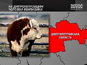 Днепропетровская обл.: быки убили мужчину