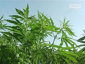 Столичные милиционеры обнаружили очередную конопляную плантацию