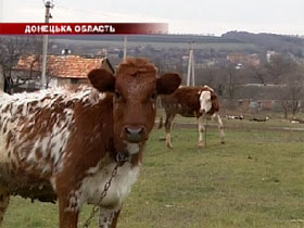 Четверо чоловіків викрали 12 корів з племінного господарства