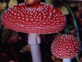 В Украине растет популярность галлюциногенных грибов