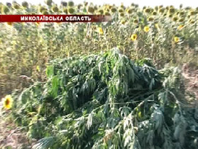 На Миколаївщині міліціянти дізналися про новий спосіб вирощування коноплі