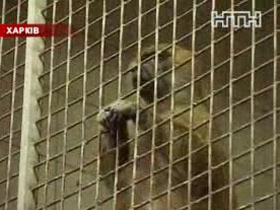 У Харкові піклуються про здоров'я мавп