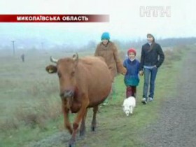 Молодая пара воровала и продавала на мясо коров в Николаевской области
