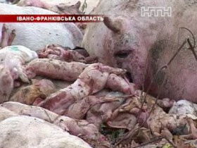 В Ивано-Франковской области нашли три десятка мёртвых свиней