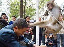 Наученные кунг-фу обезьяны избили своего дрессировщика
