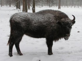 Буковинские браконьеры убили редкого зверя - зубра