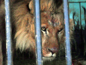 Владелец зверинца на Луганщине бросил животных на произвол судьбы