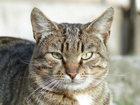В Крыму задержали пьяного скутериста, который вёз много интересного