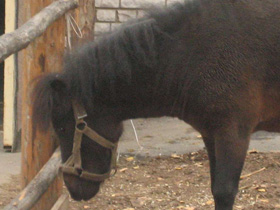 В музее 5 дней не оказывали медицинскую помощь раненому пони