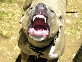 В Мариуполе взбешенный питбуль чуть не загрыз пенсионера