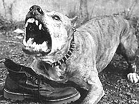 В Сумах из-за бездомних собак огласили черезвычайное положение