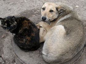 Жители столицы продолжают борьбу с беспризорными собаками