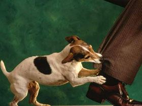 За агрессию домашних питомцев хозяев будут сажать за решетку