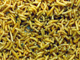 Яма для утилицазии бродячих животных возле Луцка переполнена и разрушена