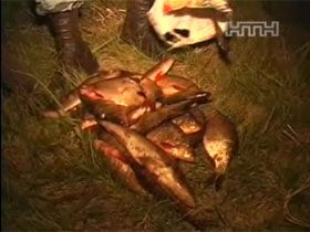 На Киевщине рыбинспекция проводит рейды против массового вылова рыбы