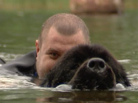 Ньюфаундленд - лучшая собака-спасатель на воде