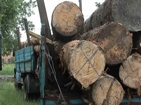 На Волині затримано вантажівку з незаконно зрубаними сосновим лісом