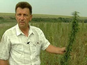 У Миколаївській області на території дитячого табору знайшли поле конопель
