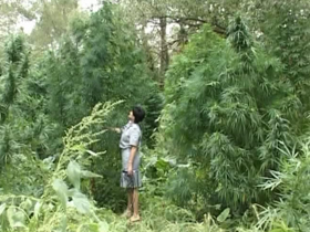 На Луганщине крестьяне вырастили 5-метровые кусты конопли