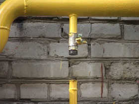 У Львові папуга ціною свого життя врятував сім'ю від отруєння газом