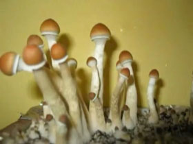 У Миколаєві студент обладнав квартиру для вирощування галюциногенних грибів