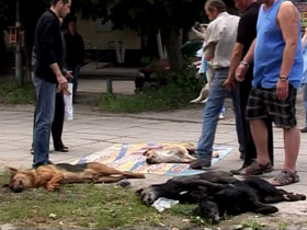 У Львові невідомі скоїли масове отруєння бездомних псів
