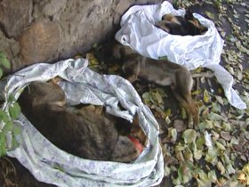 В Киеве неизвестные травят бездомных собак