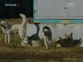 У Луганську не могли знайти вакцину для хлопця, якого покусала собака