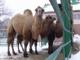 В Харькове судятся за якобы неправильно перевезенных за границу верблюдов