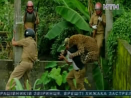 В Индии леопард растерзал 13 человек