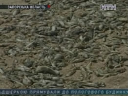 Жара спровоцировала массовую гибель рыбы в Азове