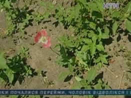 Бабушку из Киевской области будут судить за выращивание мака