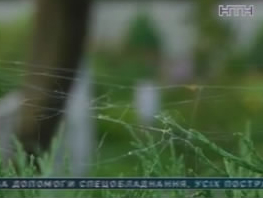 На Сумщині жінка ледве не загинула від укусу павука