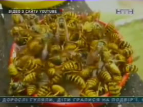 Как защититься от покусов ос и пчел