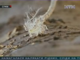 Родные погибшего из Сум не верят в суицид