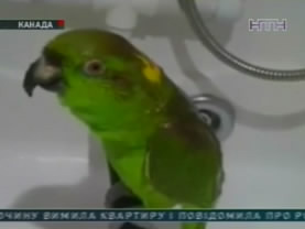 Животные, которые говорят