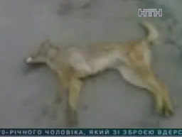 В Чернигове живодеры убивают бездомных животных