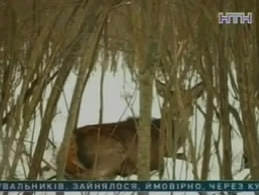 Браконьер с Сумщины пошел на охоту, да сам попался