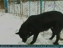 Львовская студентка задушила и закопала младенца